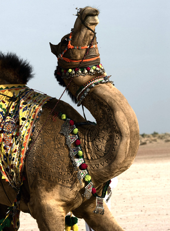 Camel Festival