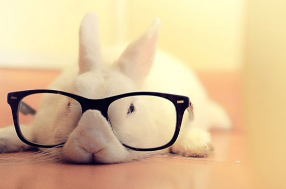 hipster bunny