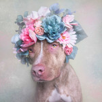 A fofura dos Pit Bulls em uma série fotográfica criada para estimular a adoção