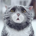 Não é só um vídeo fofo de gato: esta campanha de Natal tem muita coisa pra contar