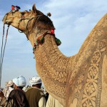 Arte em camelos