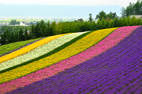 Furano. Foto por Adithya Anand.