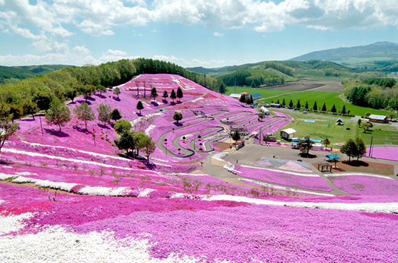 Higashimokoto Shibazakura park. Foto por Troy Jack. 