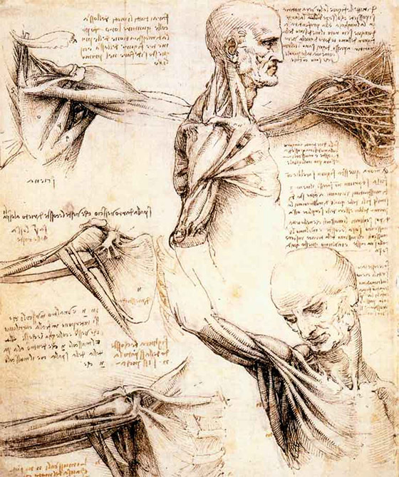 Estudos de anatomia por Da Vinci