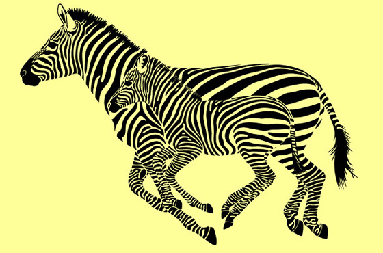 zebra2